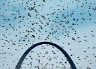 039 C4 Murmuration at the Arch